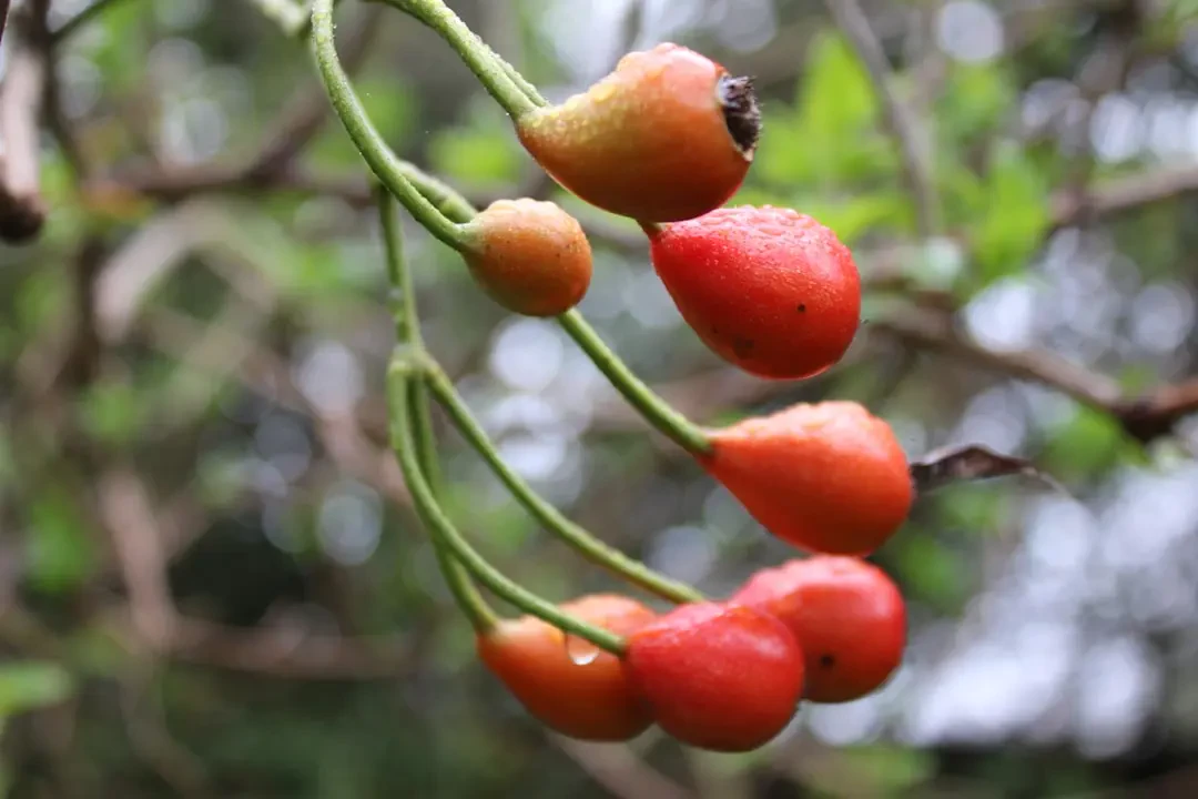 Các món ăn và thức uống chế biến từ quả Pitanga