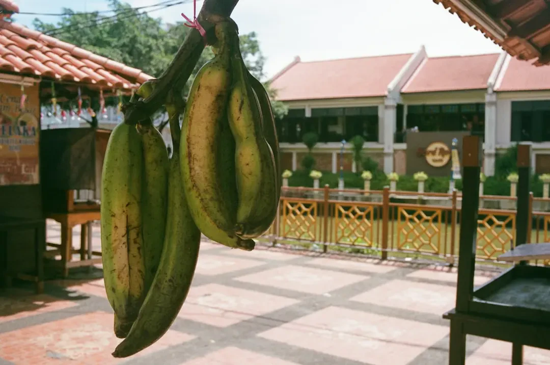 Những trái Pitanga được hái và xếp gọn gàng