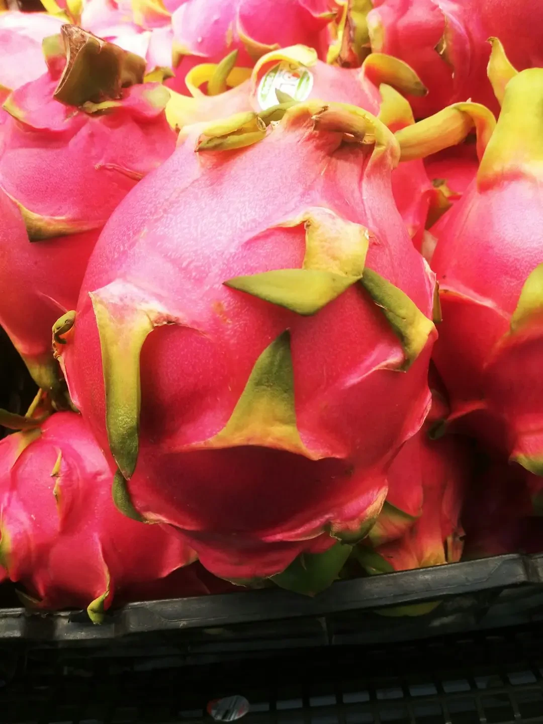 Pitaya (varieties) – Nguồn Gốc, Dinh Dưỡng, Lợi Ích & Ứng Dụng