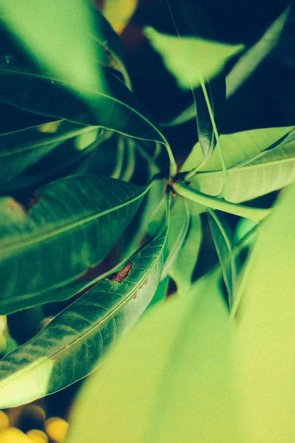 Ý nghĩa biểu tượng của bưởi lai