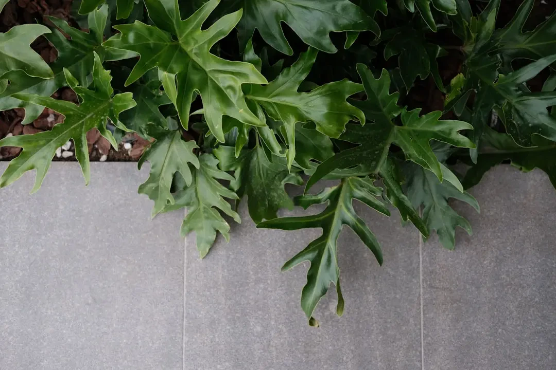 Hình ảnh bưởi lai đa dạng