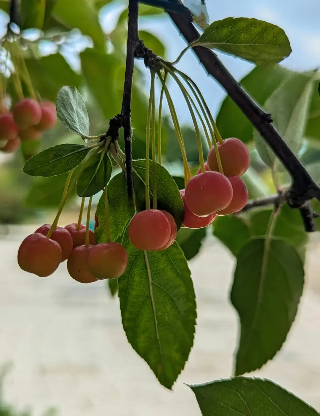 Prune (varieties) – Nguồn Gốc, Dinh Dưỡng, Lợi Ích & Ứng Dụng