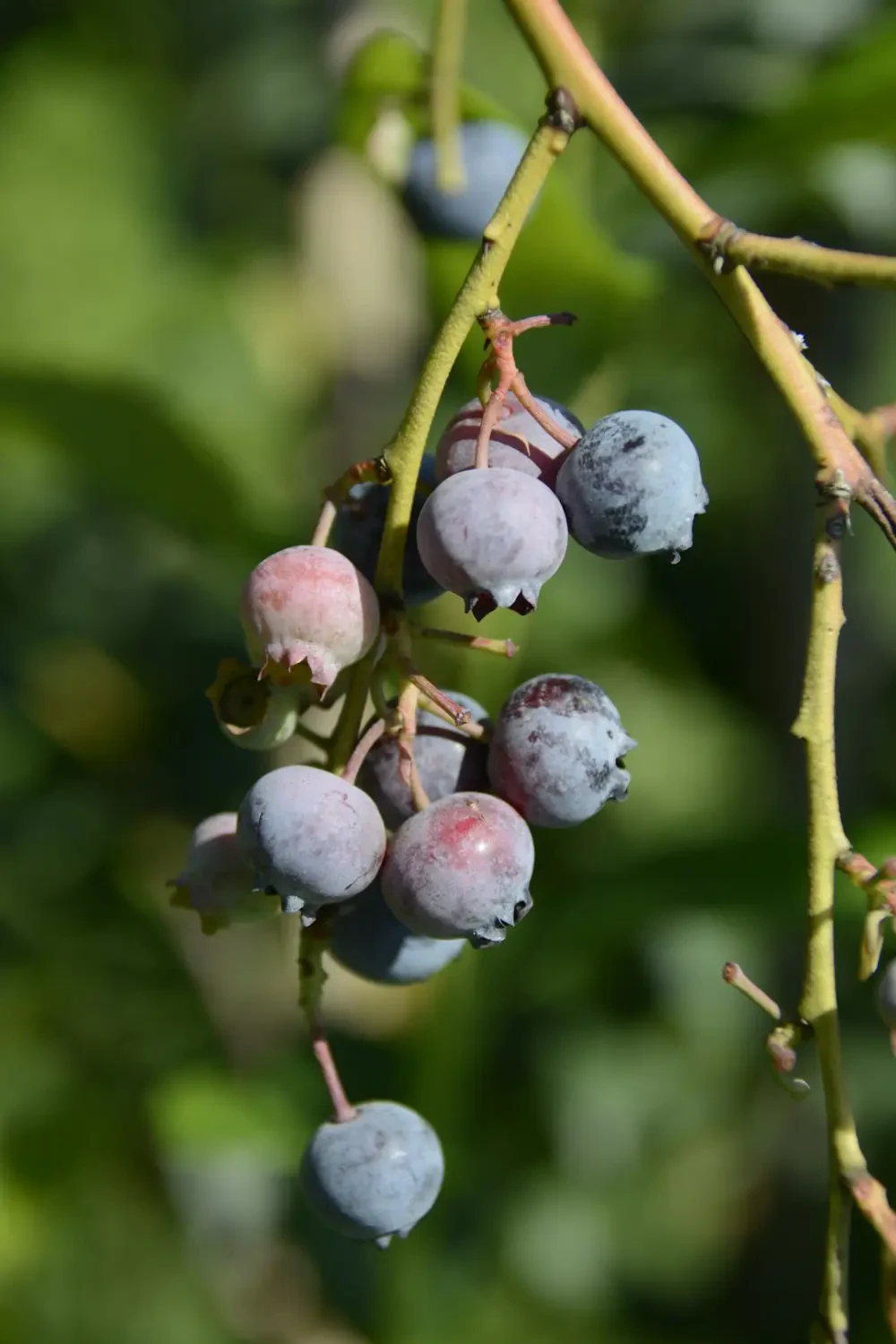 Lợi ích sức khỏe tuyệt vời của mận khô