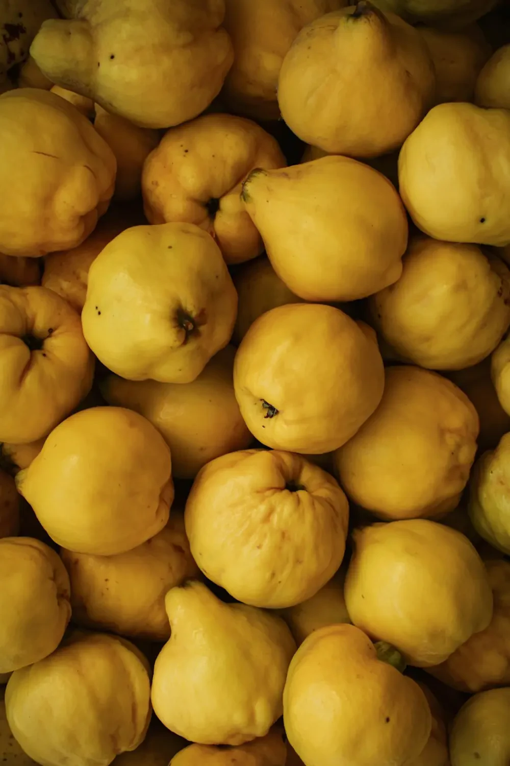 Quince – Nguồn Gốc, Dinh Dưỡng, Lợi Ích & Ứng Dụng