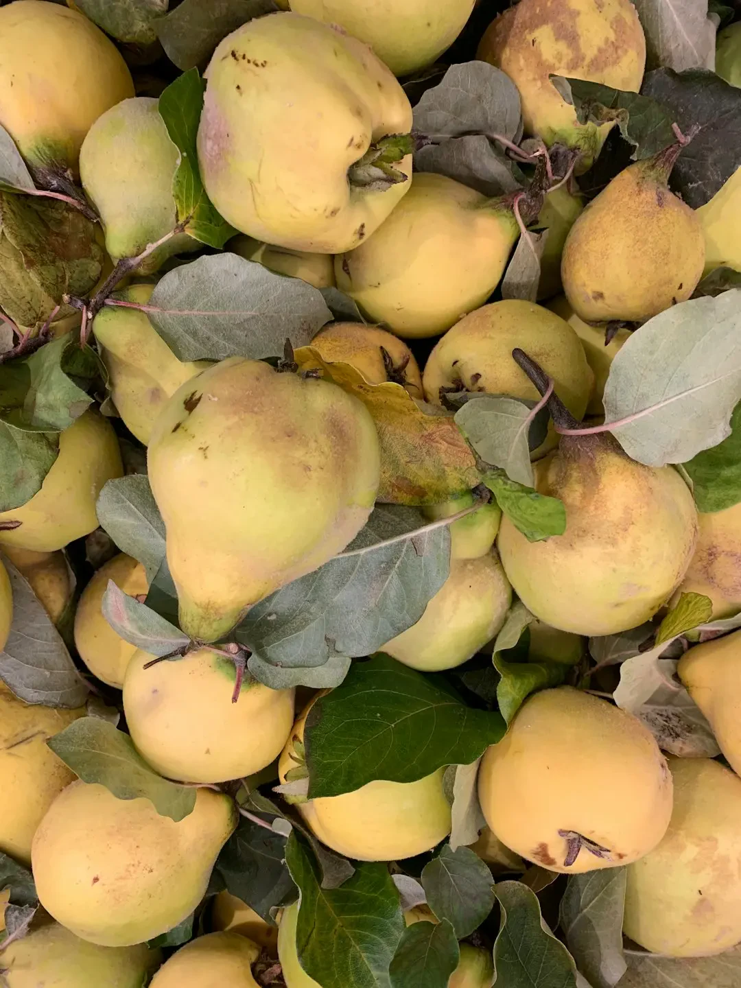 Câu hỏi thường gặp về Quince