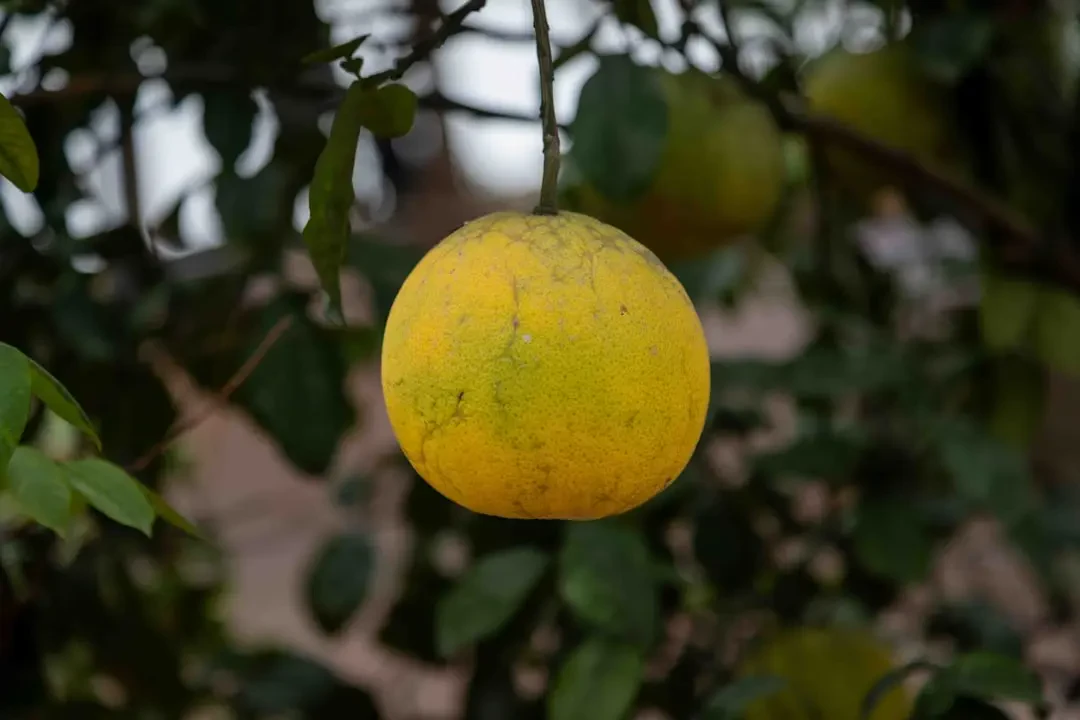 Rangpur lime tươi cắt lát cho thấy độ mọng nước