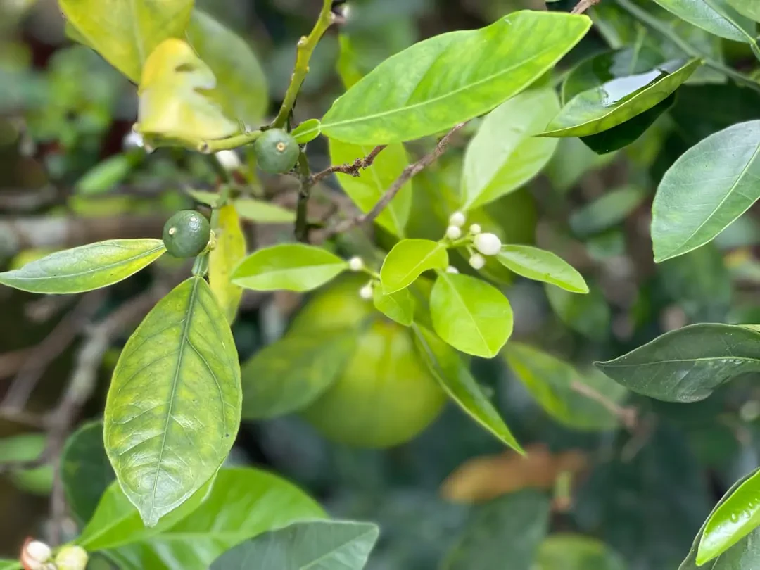 Nước ép Rangpur lime tươi mát