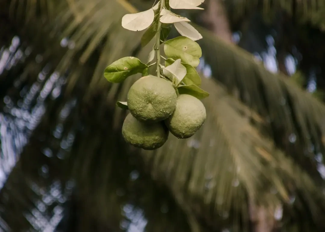 Rangpur lime dùng trong chế biến nước uống