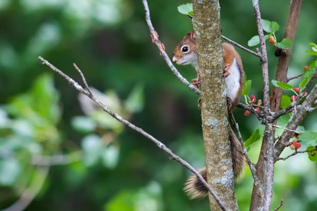Red mulberry – Nguồn Gốc, Dinh Dưỡng, Lợi Ích & Ứng Dụng