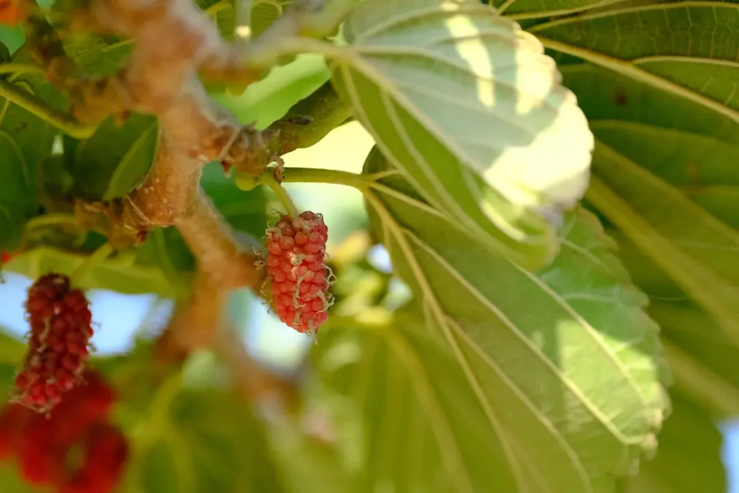 Red mulberry - chế biến thành nhiều món ngon