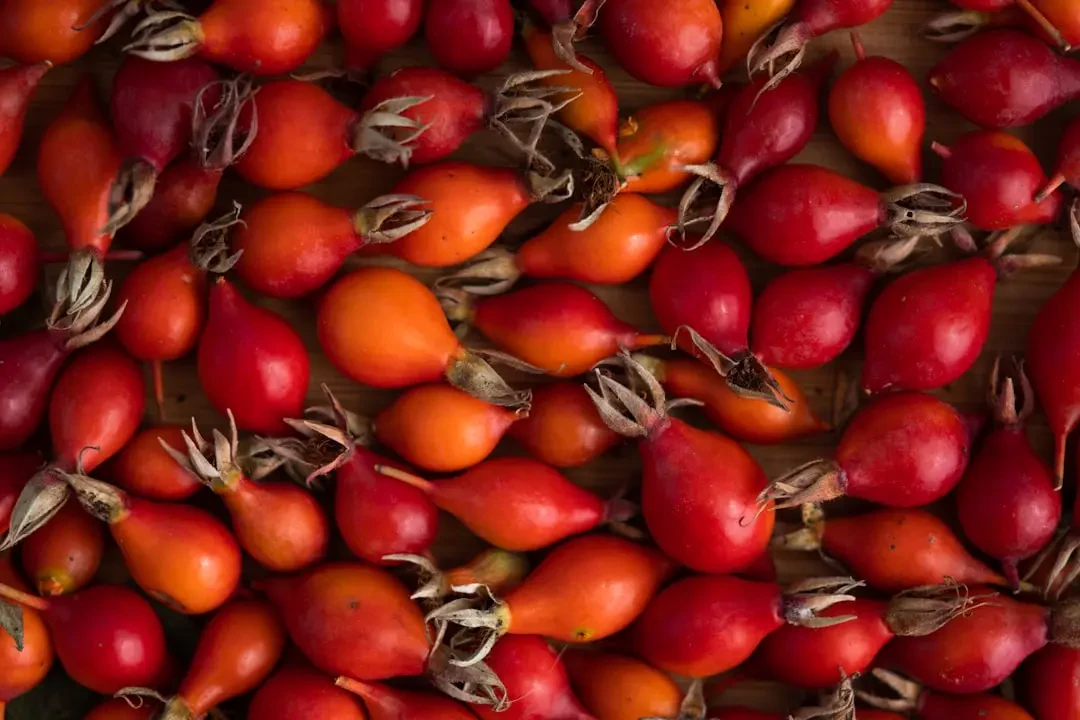 Rosehip – Nguồn Gốc, Dinh Dưỡng, Lợi Ích & Ứng Dụng