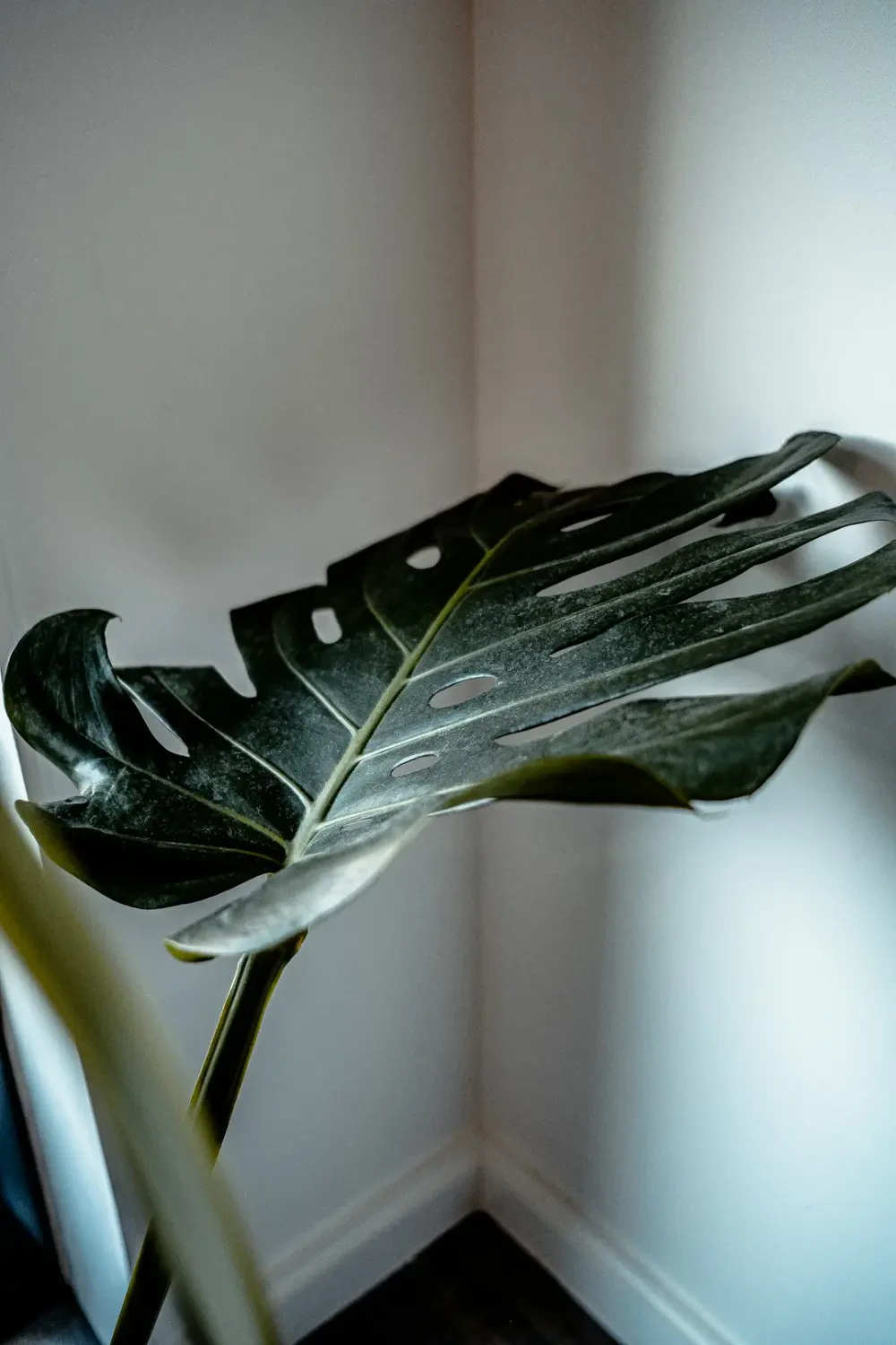 Nhiều quả Sa kê tươi ngon xếp chồng lên nhau