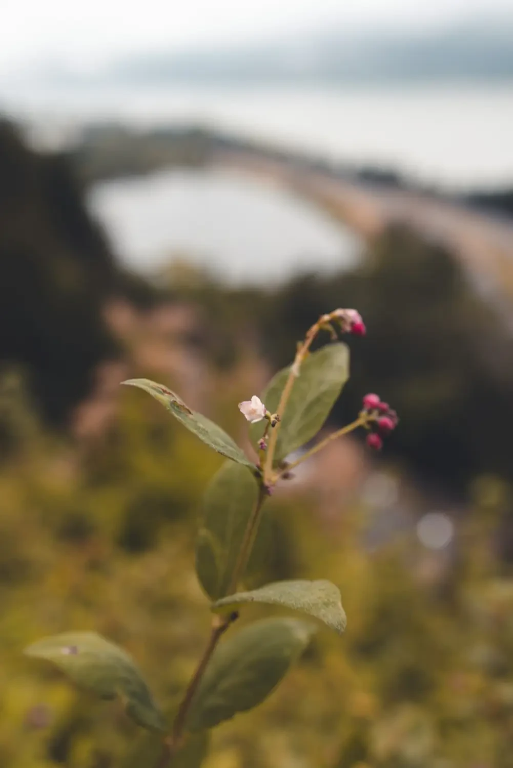 Cận cảnh lá Salal xanh mướt