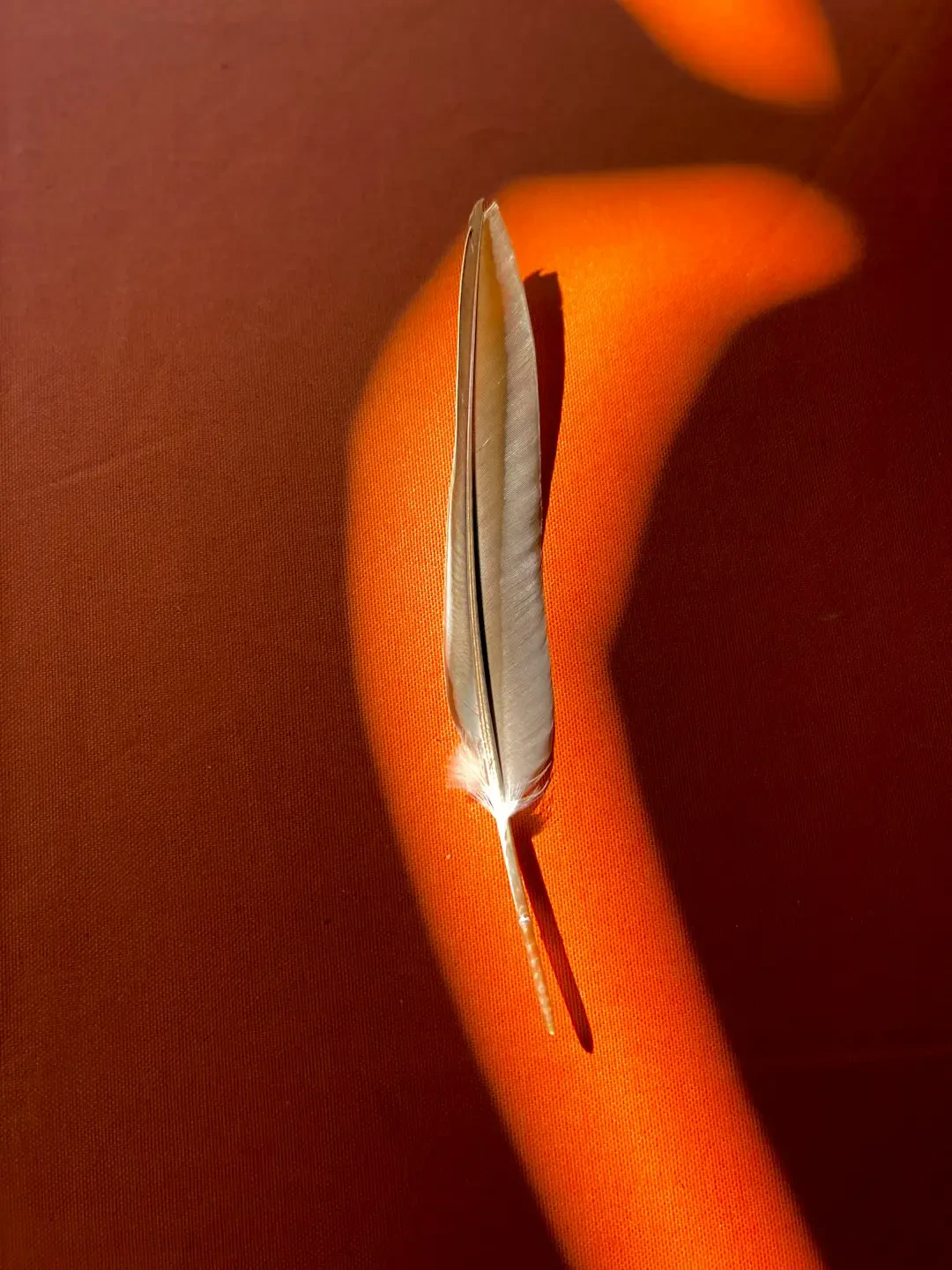 Chùm quả sấu non xanh