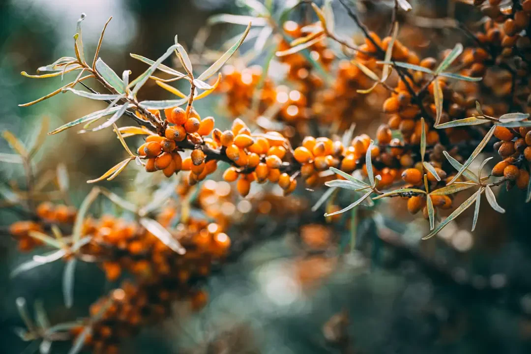 Sea buckthorn – Nguồn Gốc, Dinh Dưỡng, Lợi Ích & Ứng Dụng
