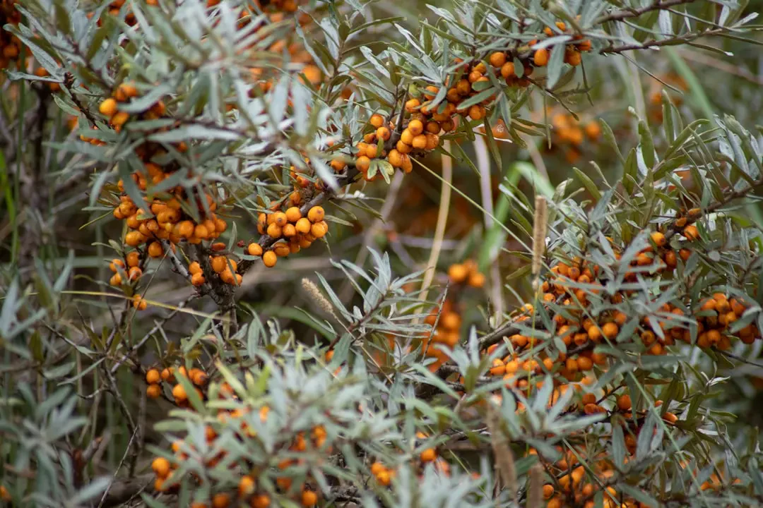 Quả Sea buckthorn trong tô gỗ