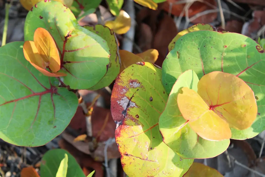 Seagrape – Nguồn Gốc, Dinh Dưỡng, Lợi Ích & Ứng Dụng