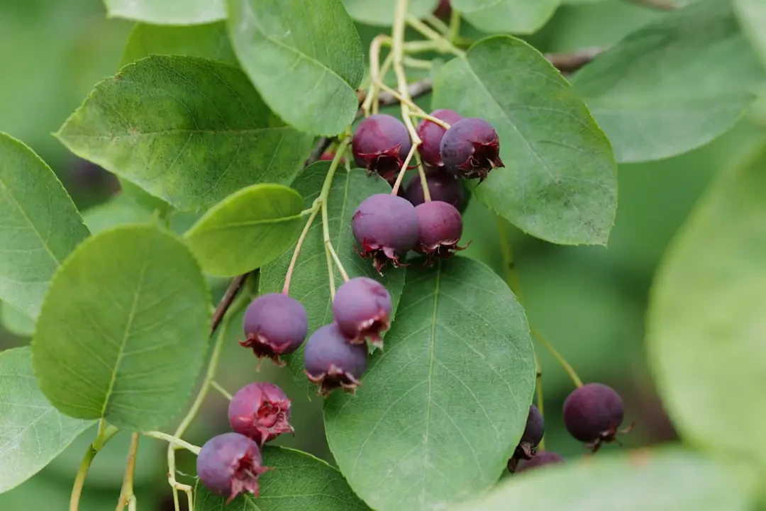 Serviceberry (Amelanchier spp.) – Nguồn Gốc, Dinh Dưỡng, Lợi Ích & Ứng Dụng