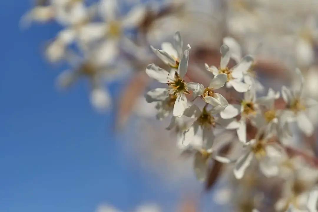 Serviceberry tươi mới trên cành