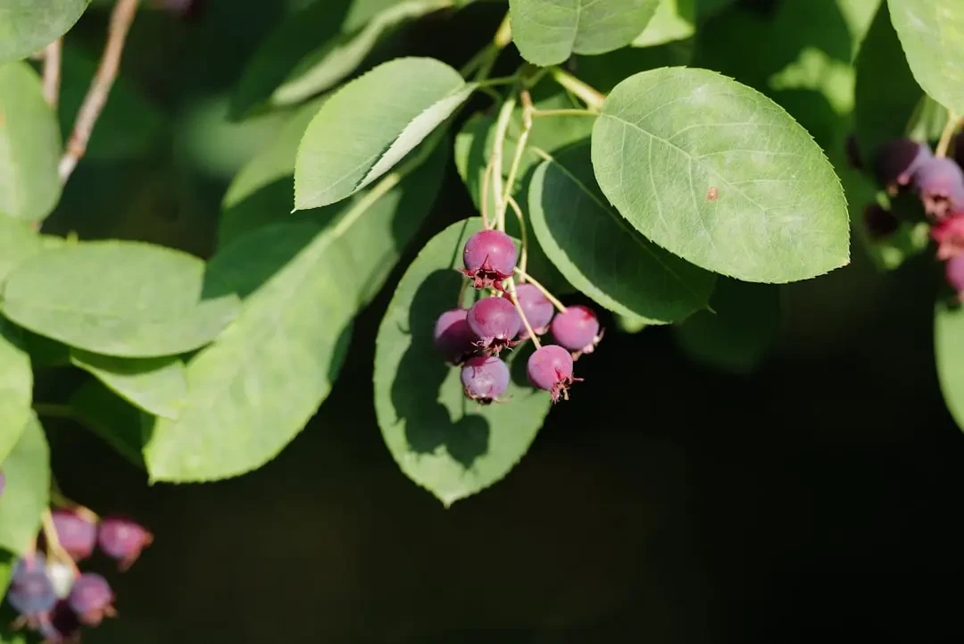 Serviceberry (variants) – Nguồn Gốc, Dinh Dưỡng, Lợi Ích & Ứng Dụng