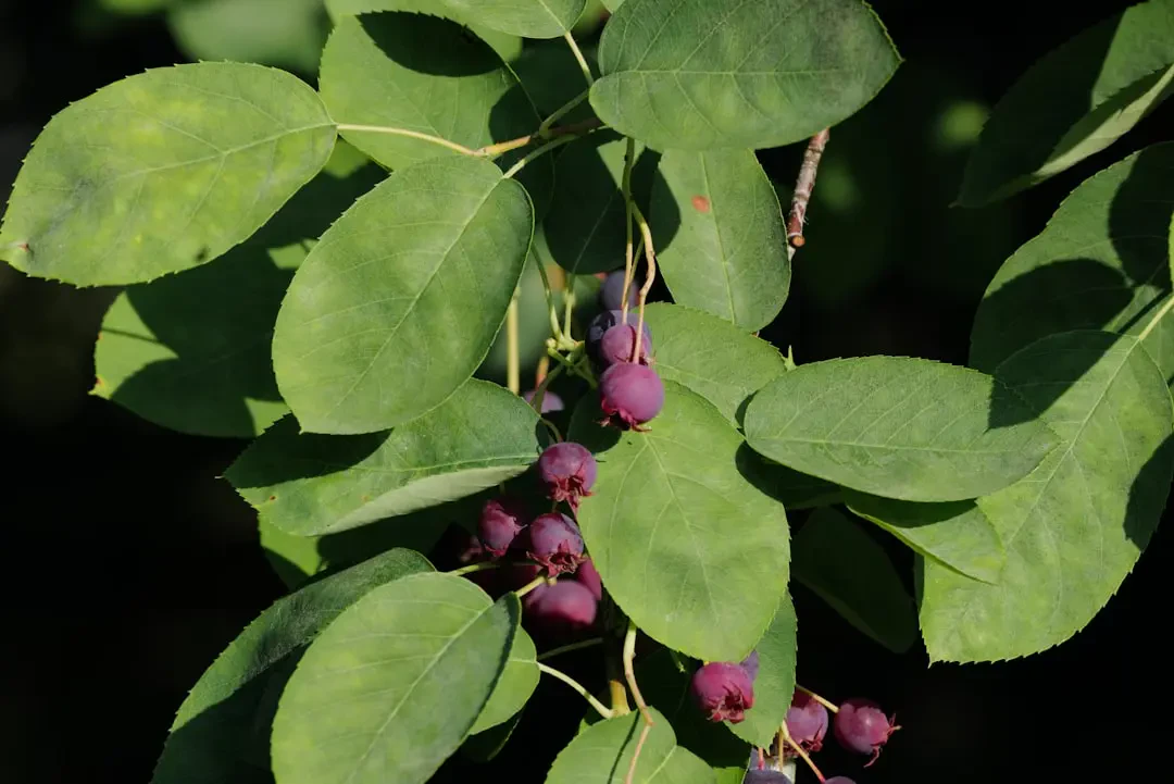 Món ăn chế biến từ Serviceberry