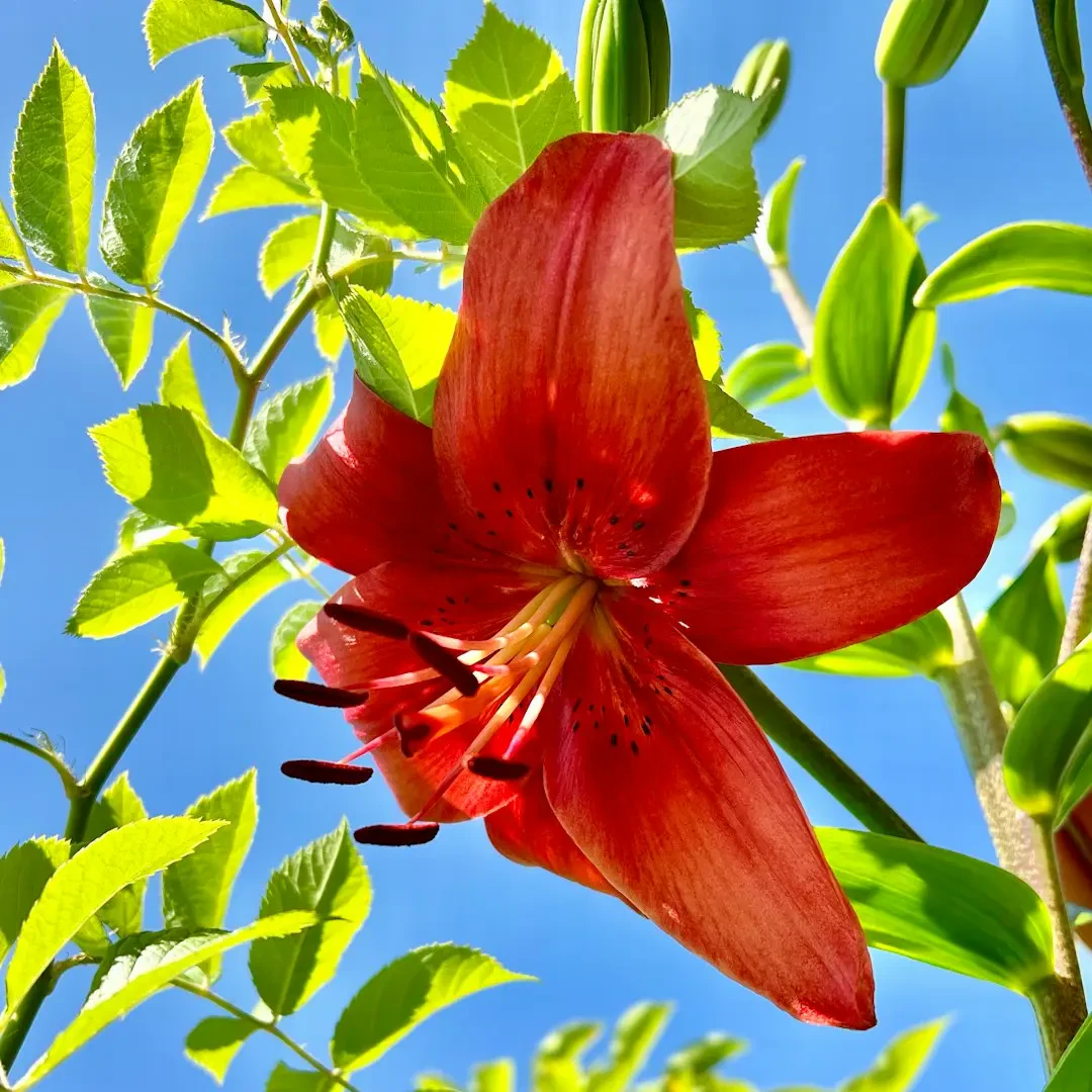 Sorrel fruit – Nguồn Gốc, Dinh Dưỡng, Lợi Ích & Ứng Dụng