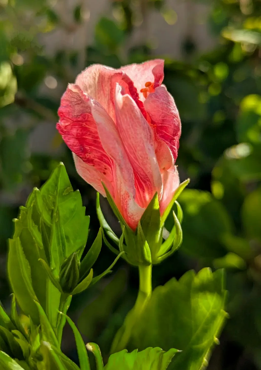 Nước giải khát từ Sorrel tốt cho sức khỏe