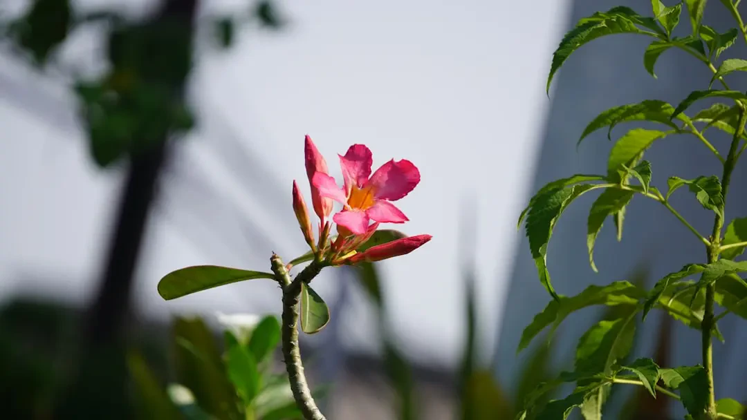 Siro Sorrel tự làm