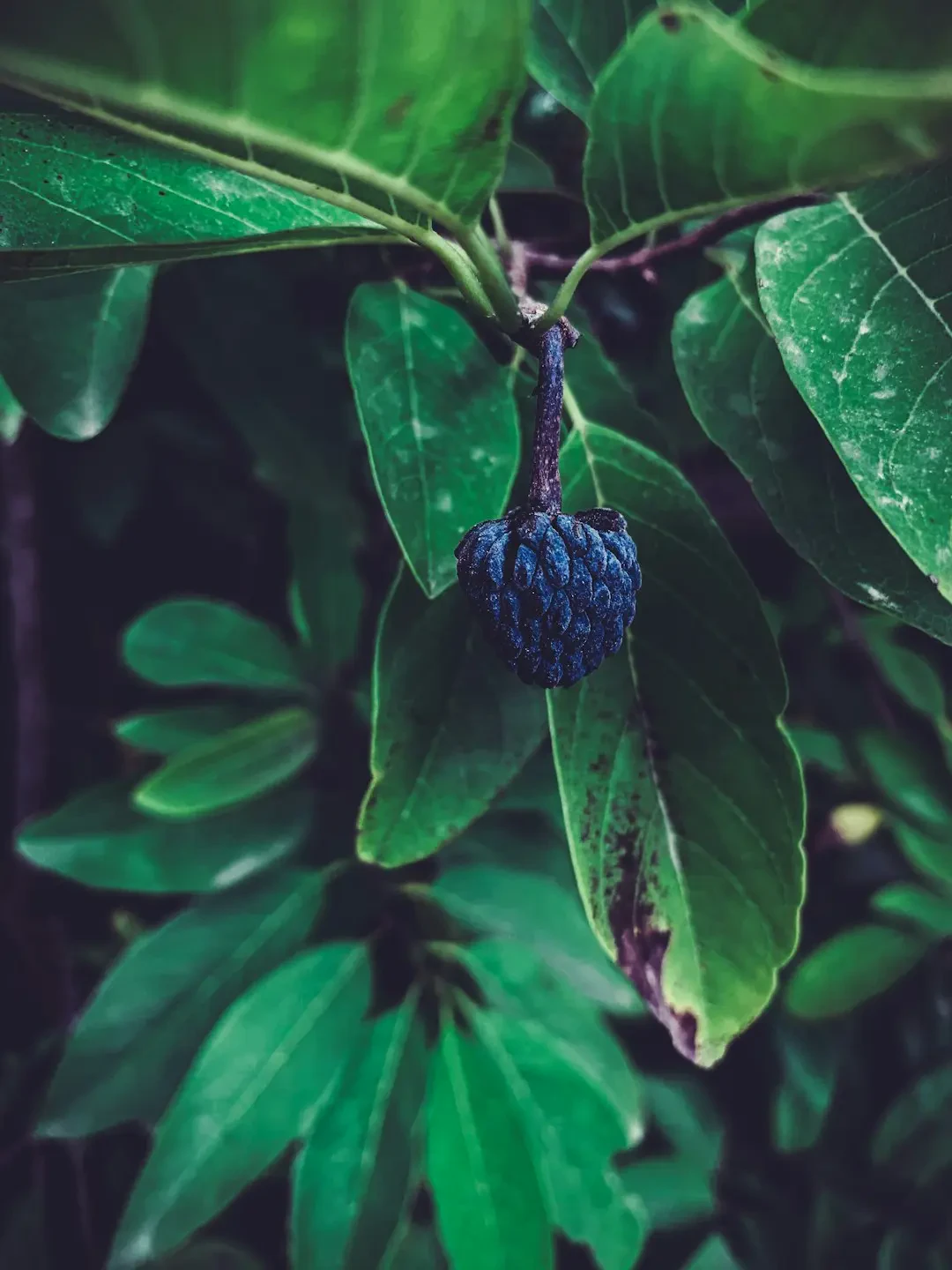 Cách chọn Mãng Cầu Ta tươi ngon