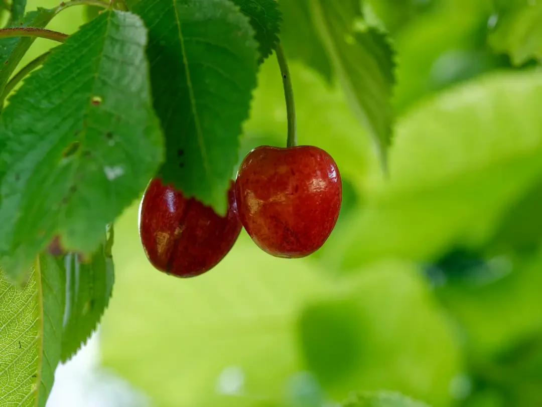 Nguồn gốc và đặc điểm Surinam cherry