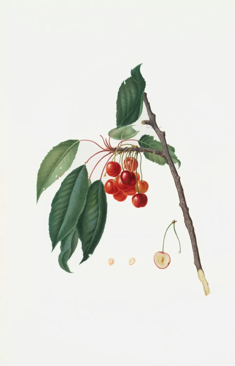 Ý nghĩa Surinam cherry
