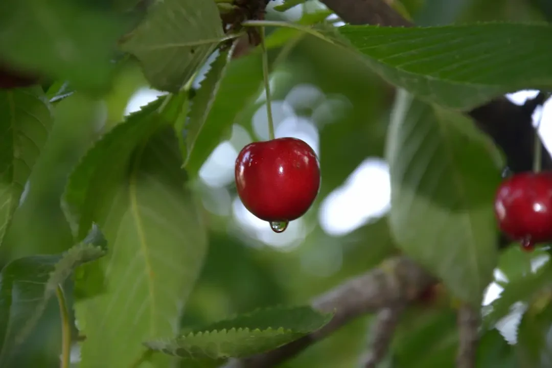 Cách chọn và bảo quản Surinam cherry