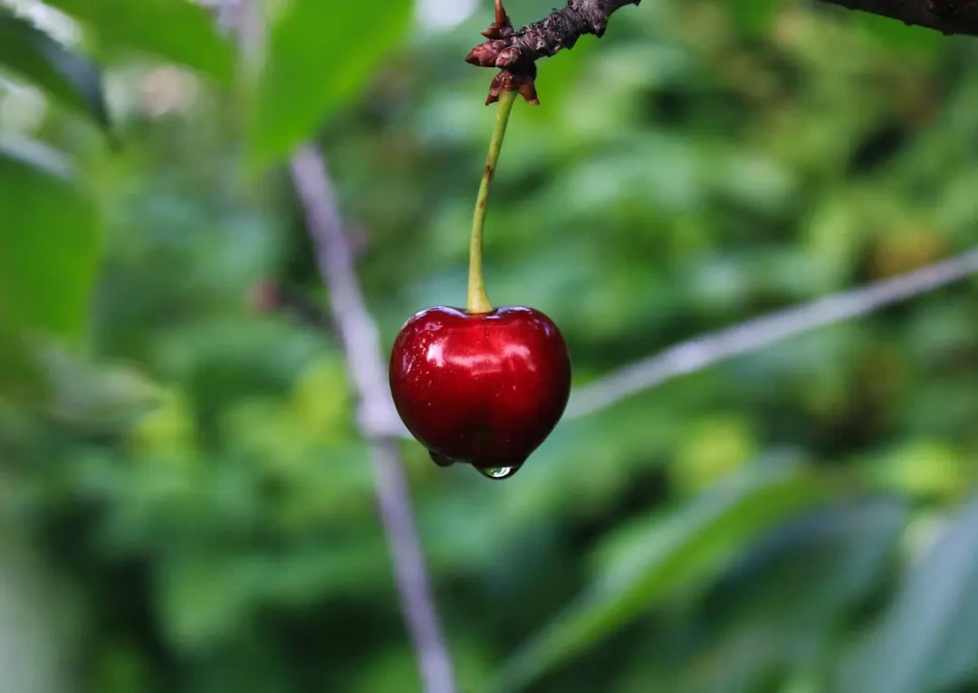 Món ăn từ Surinam cherry