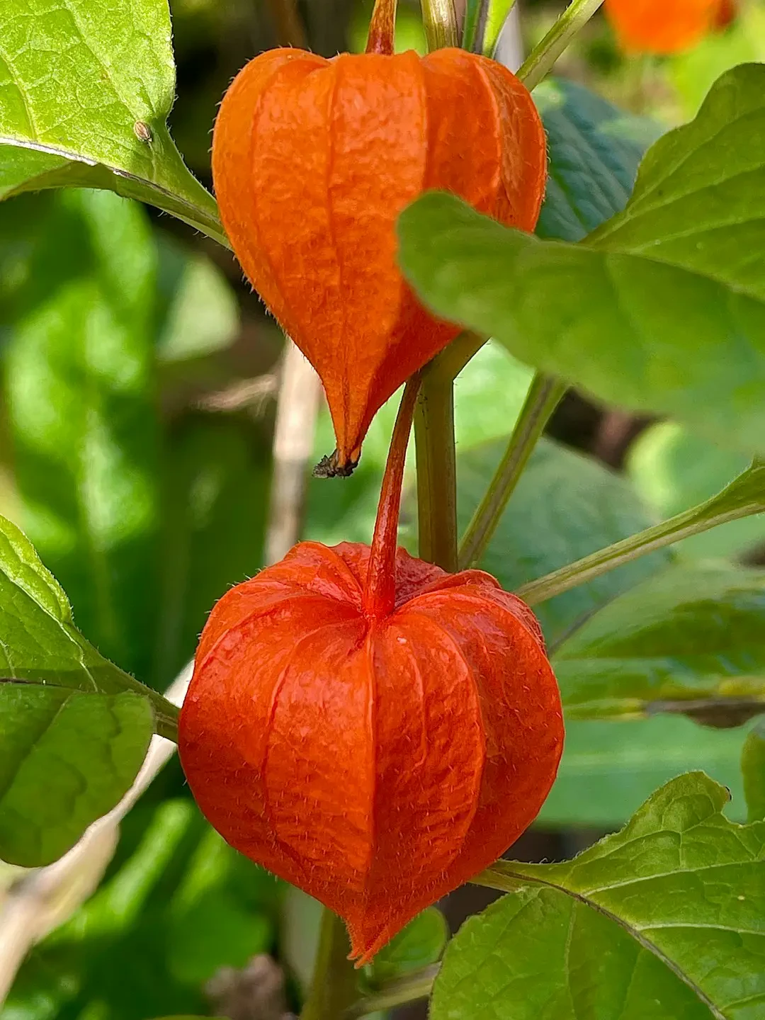 Quả tầm bóp tươi ngon đã bóc vỏ