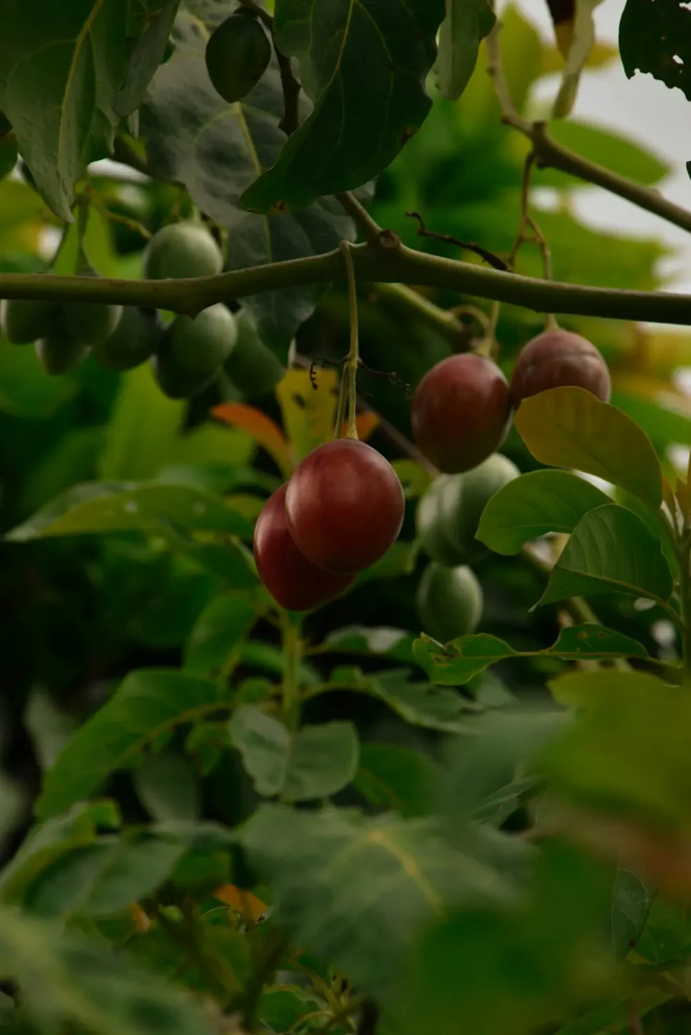 Tamarillo tươi ngon đã cắt lát
