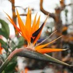 Cách Chăm Sóc Cây Thiên Điểu (Strelitzia): Bí Quyết Lá Xanh Mượt, Nhanh Ra Hoa