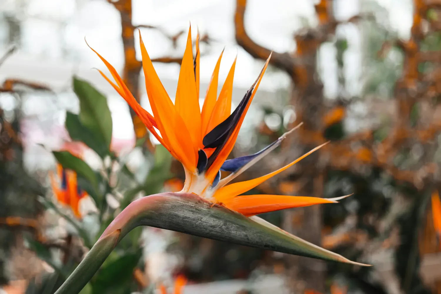 Cách Chăm Sóc Cây Thiên Điểu (Strelitzia): Bí Quyết Lá Xanh Mượt, Nhanh Ra Hoa