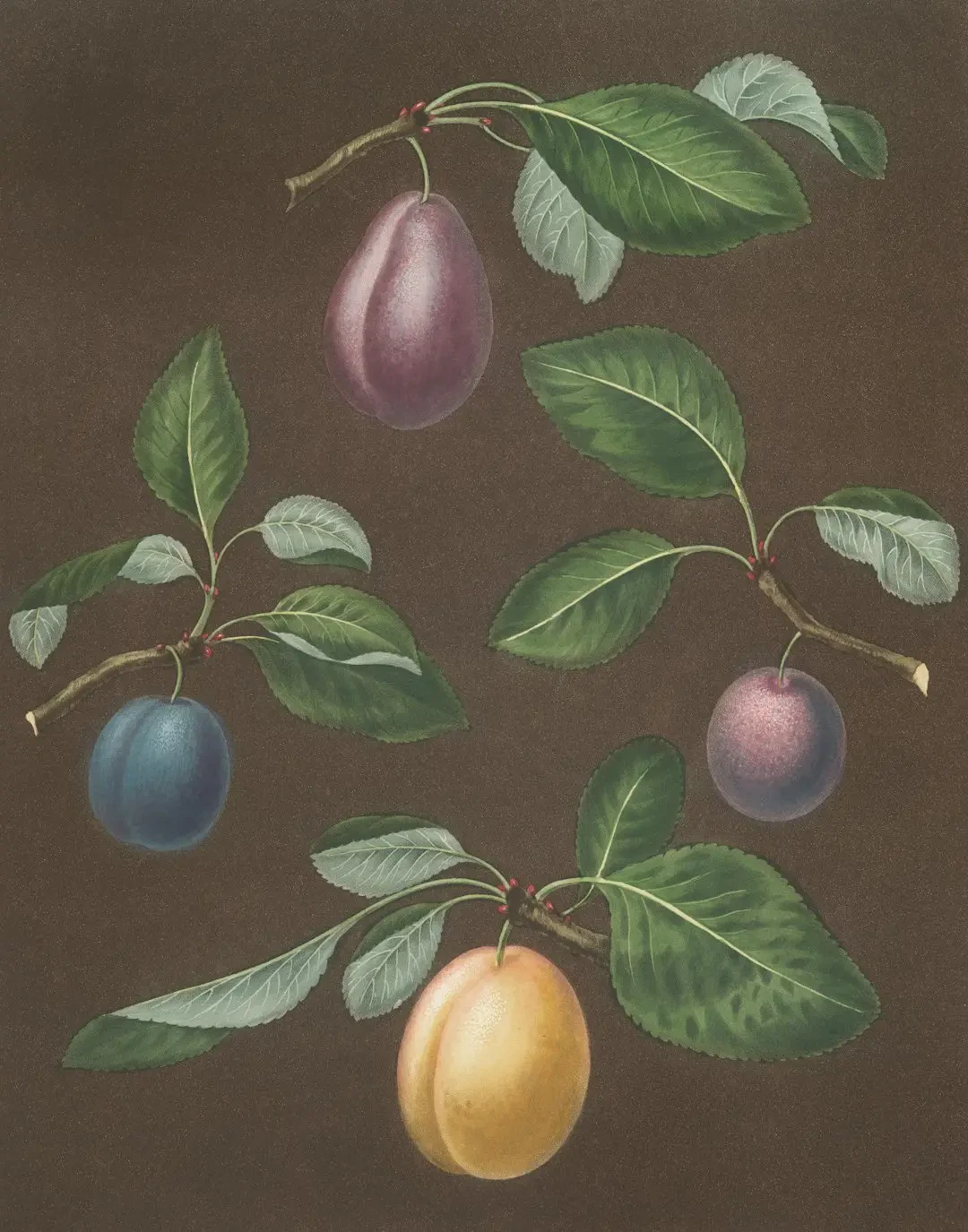 Thành phần dinh dưỡng trái bổ sung 242