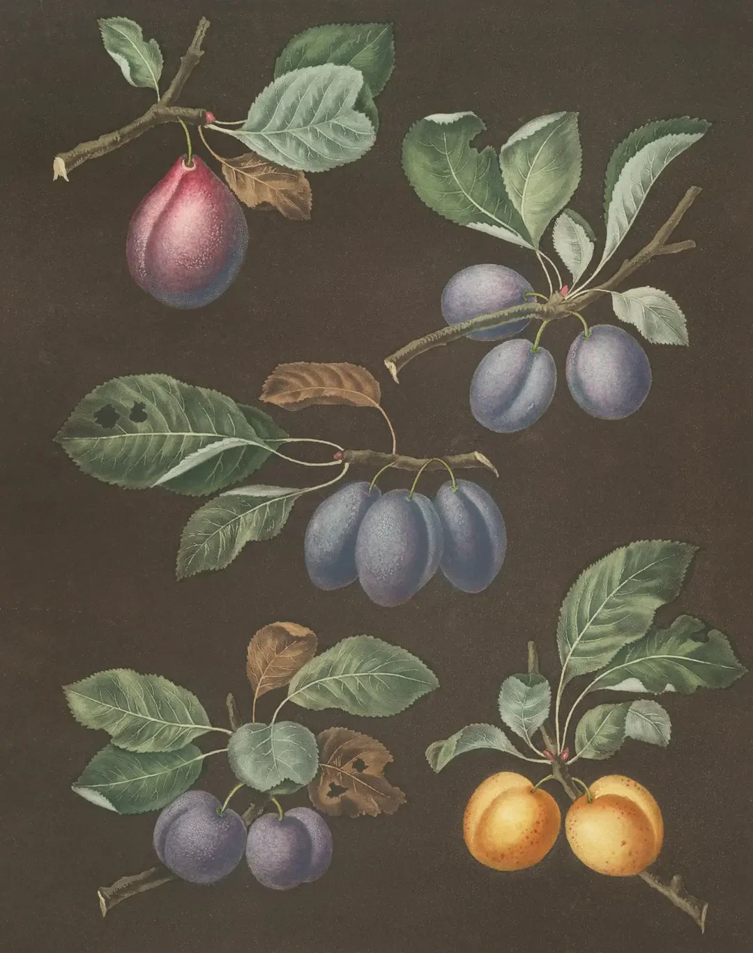 Lợi ích trái bổ sung 242 cho sức khỏe