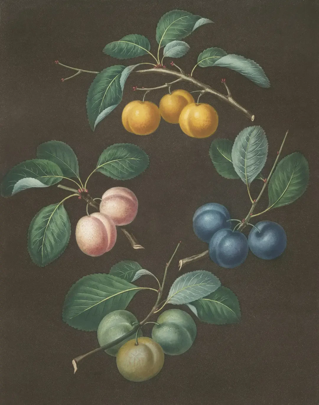 Mua trái bổ sung 242 chất lượng cao