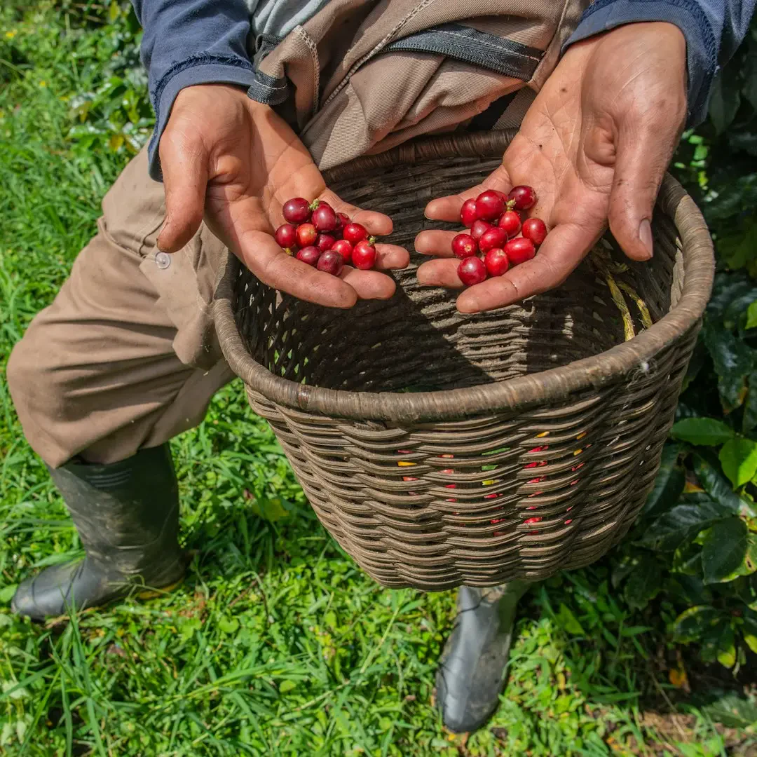Quy trình phơi sấy hạt cà phê sau thu hoạch