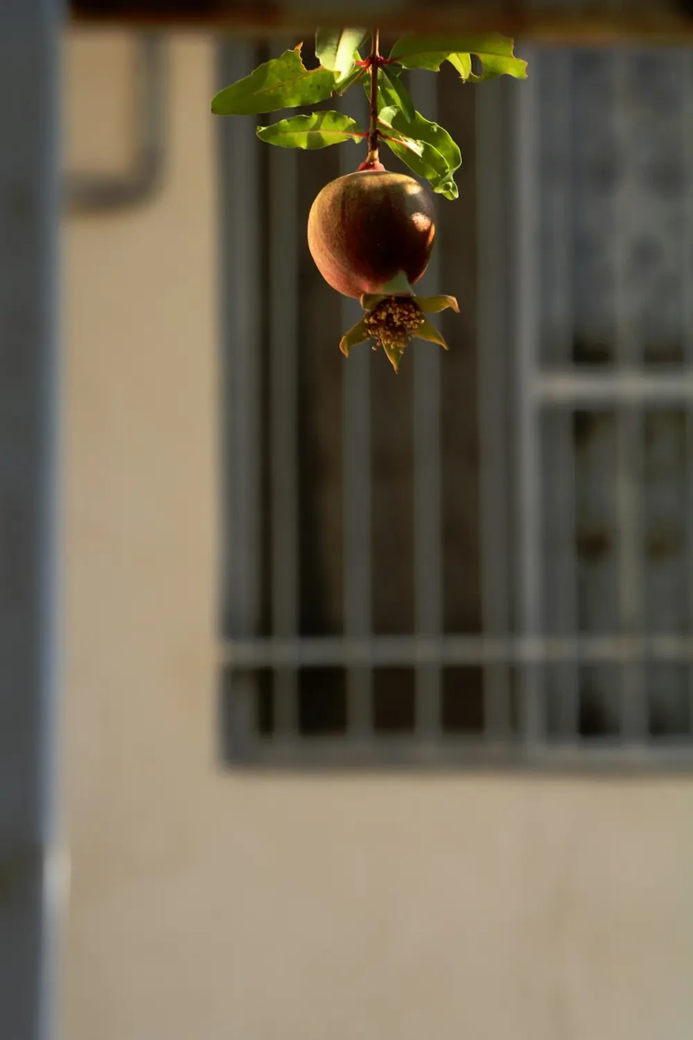 Cận cảnh trái cóc Thái lớn, xanh mướt