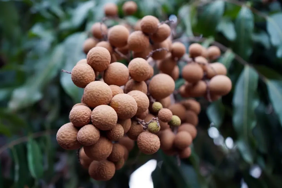 Mua nhãn chất lượng tại Hadigarden