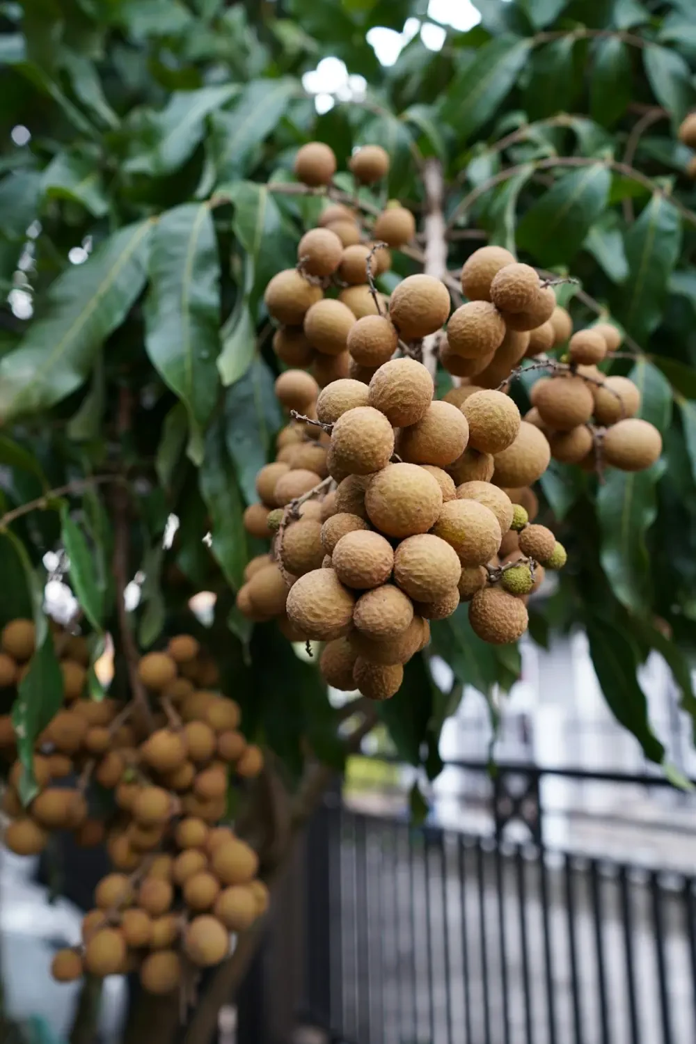 Vườn nhãn sai trĩu quả