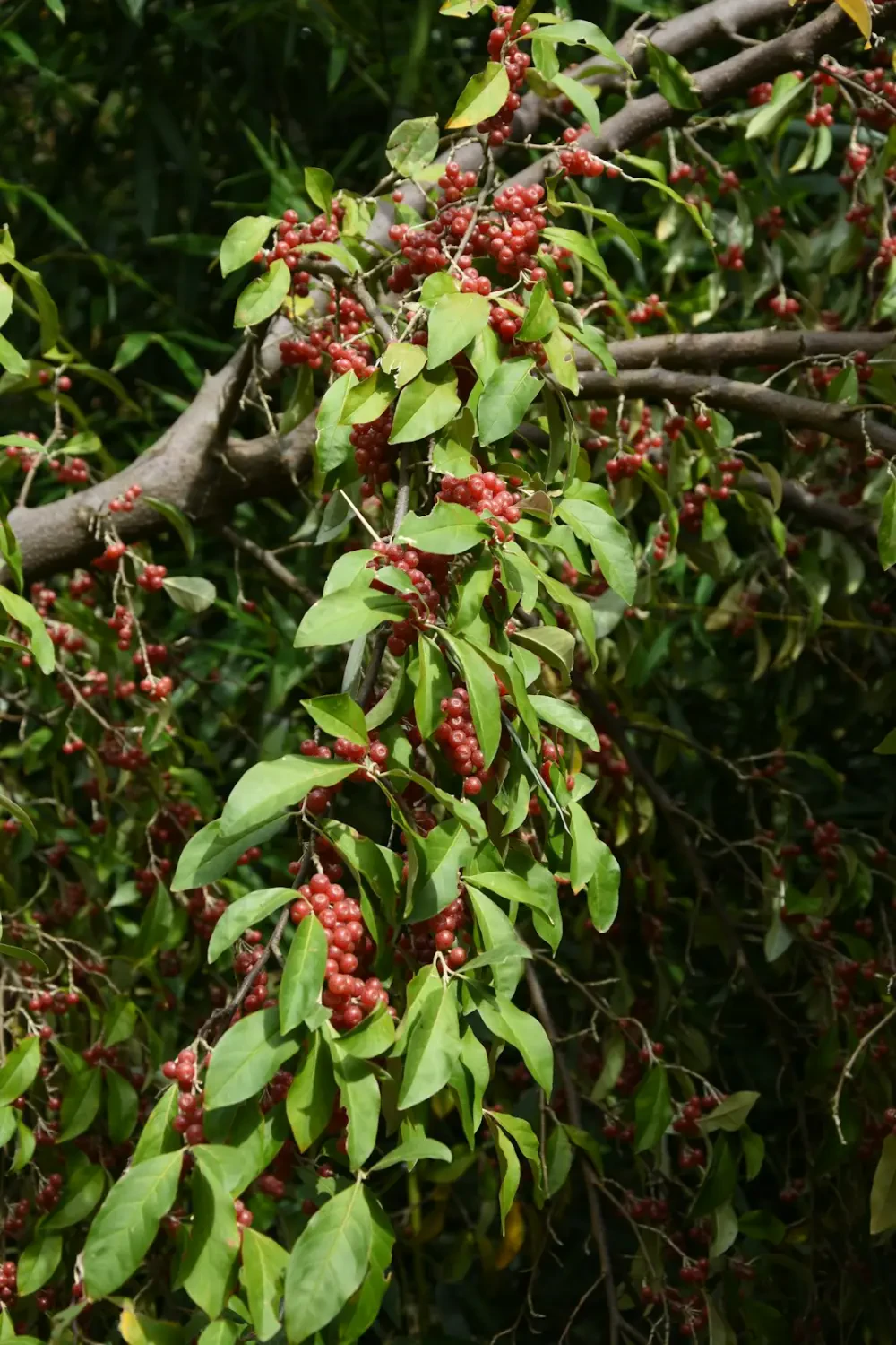 Trái nhót – Nguồn Gốc, Dinh Dưỡng, Lợi Ích & Ứng Dụng