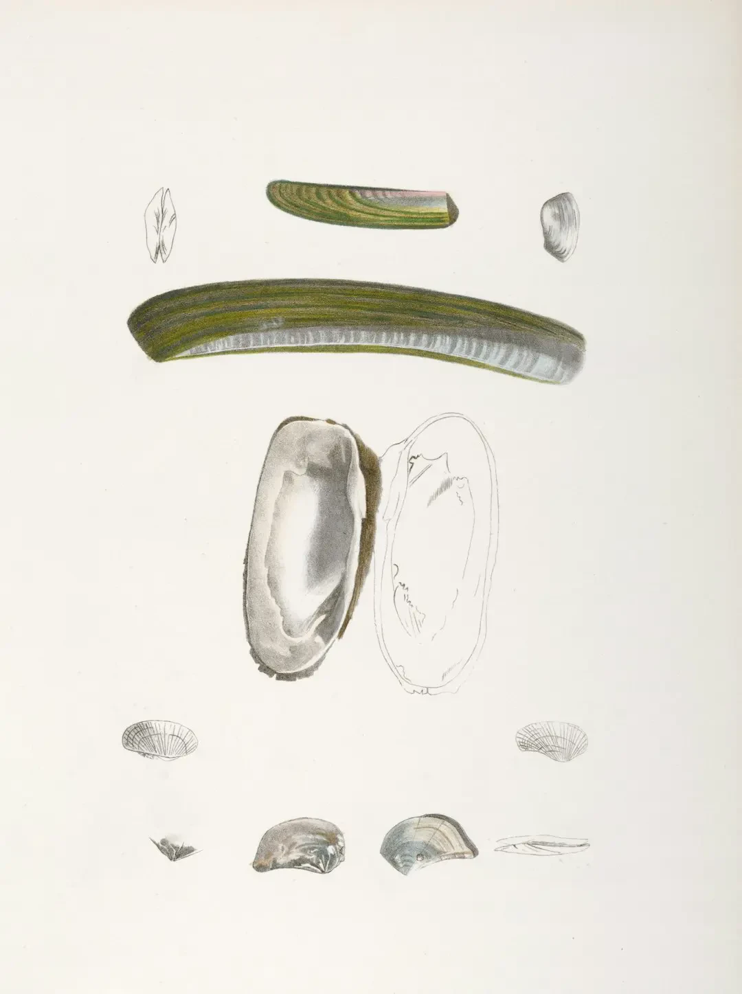 Hình ảnh trái nhót tươi ngon