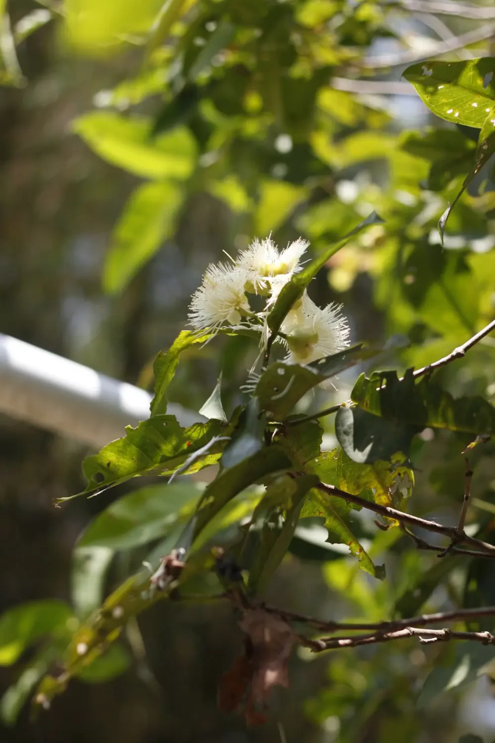 Cây roi sai trĩu quả