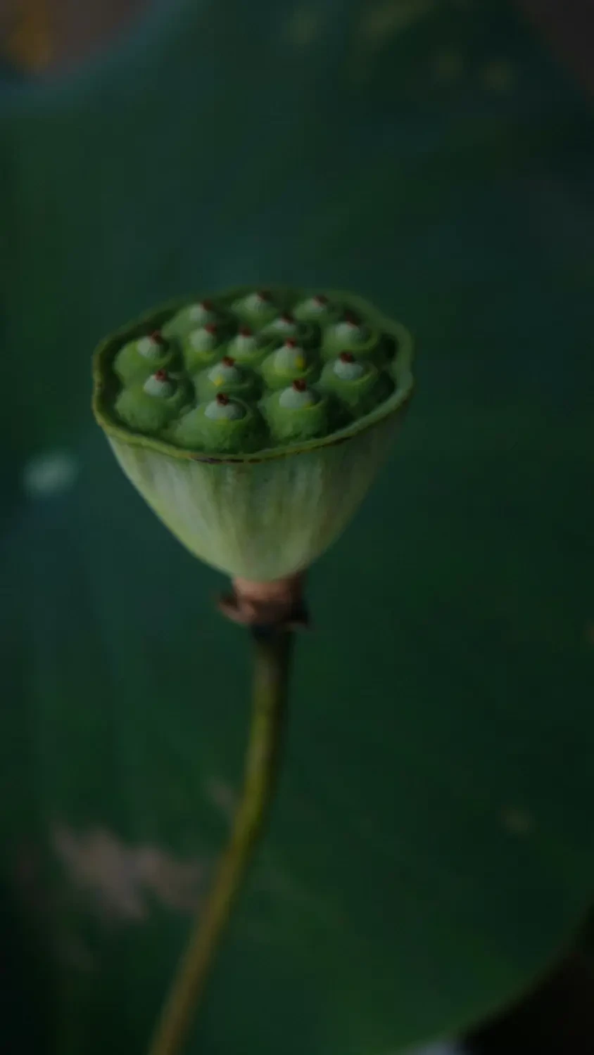 Bát chè sen giải nhiệt