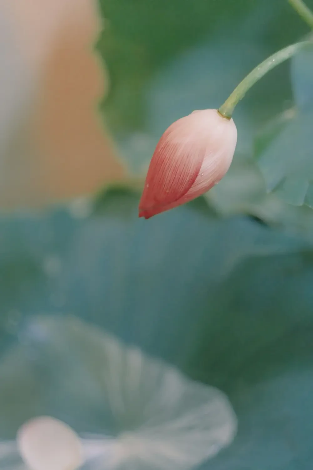 Hạt sen chế biến thành nhiều món ăn ngon