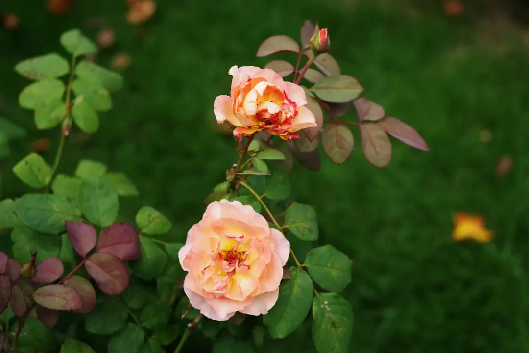 Bảng dinh dưỡng trái sim